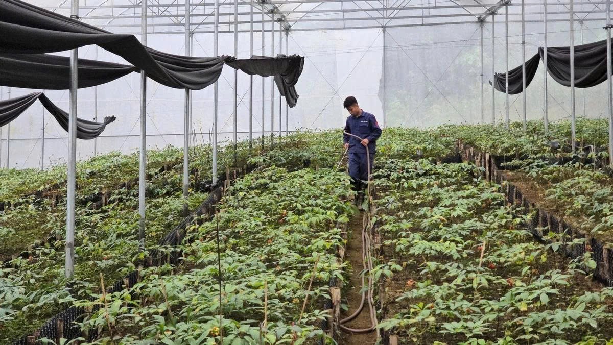 Lai Châu tổ chức hội thảo khoa học về phát triển Sâm Lai Châu Lai Châu tổ chức hội thảo khoa học về phát triển Sâm Lai Châu