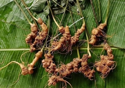 Lai Châu tổ chức hội thảo khoa học về phát triển Sâm Lai Châu Lai Châu tổ chức hội thảo khoa học về phát triển Sâm Lai Châu