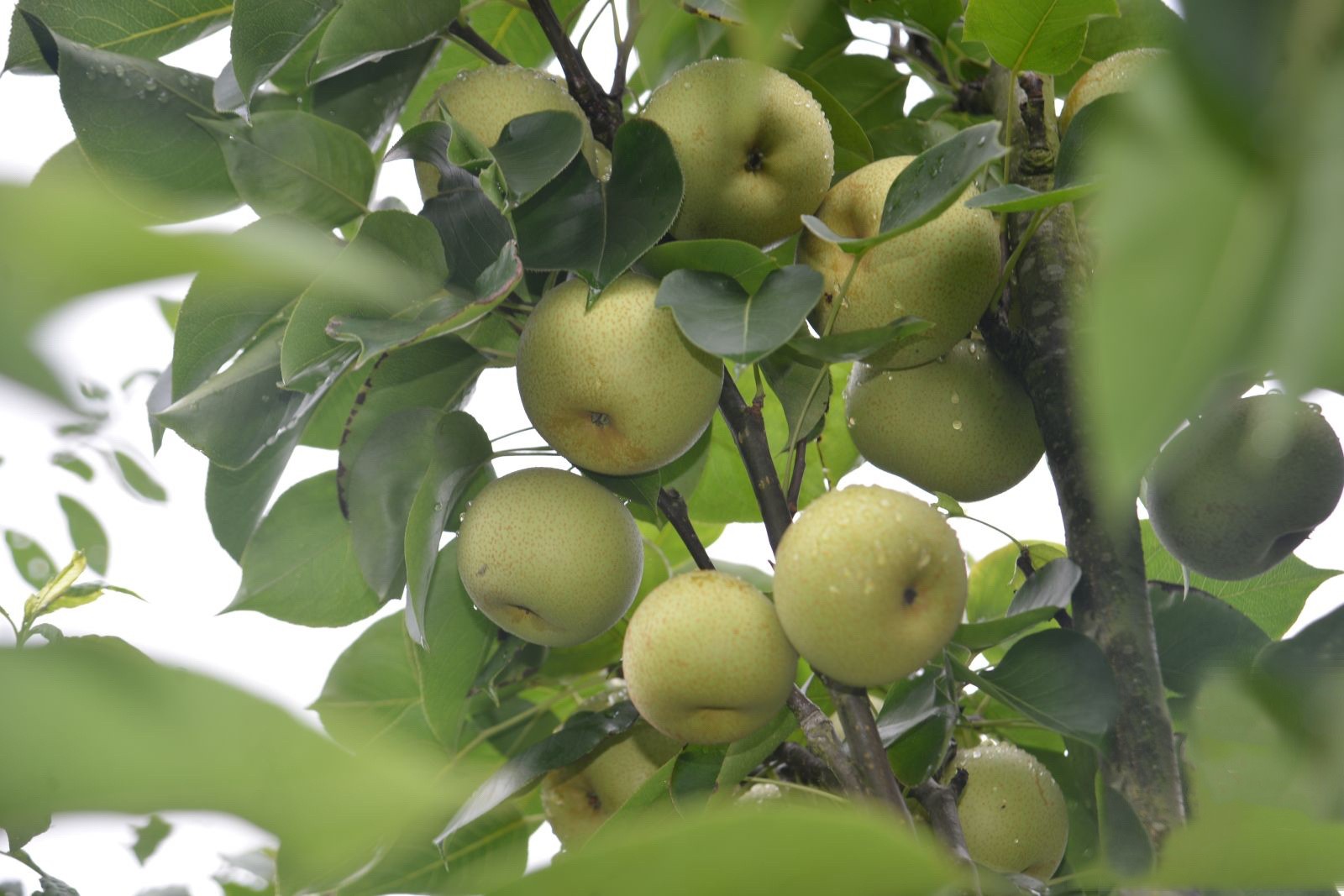 Lê Tai Nung Phiêng Khoài: Số hóa và minh bạch chuỗi cung ứng Lê Tai Nung Phiêng Khoài: Số hóa và minh bạch chuỗi cung ứng