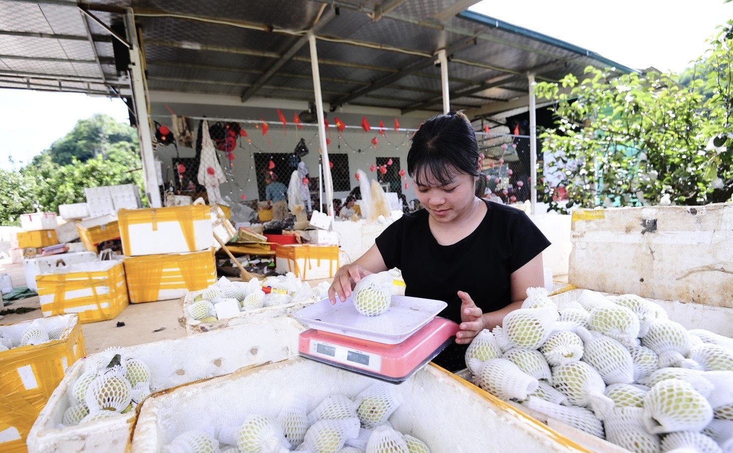 Lê Tai Nung Phiêng Khoài: Số hóa và minh bạch chuỗi cung ứng Lê Tai Nung Phiêng Khoài: Số hóa và minh bạch chuỗi cung ứng