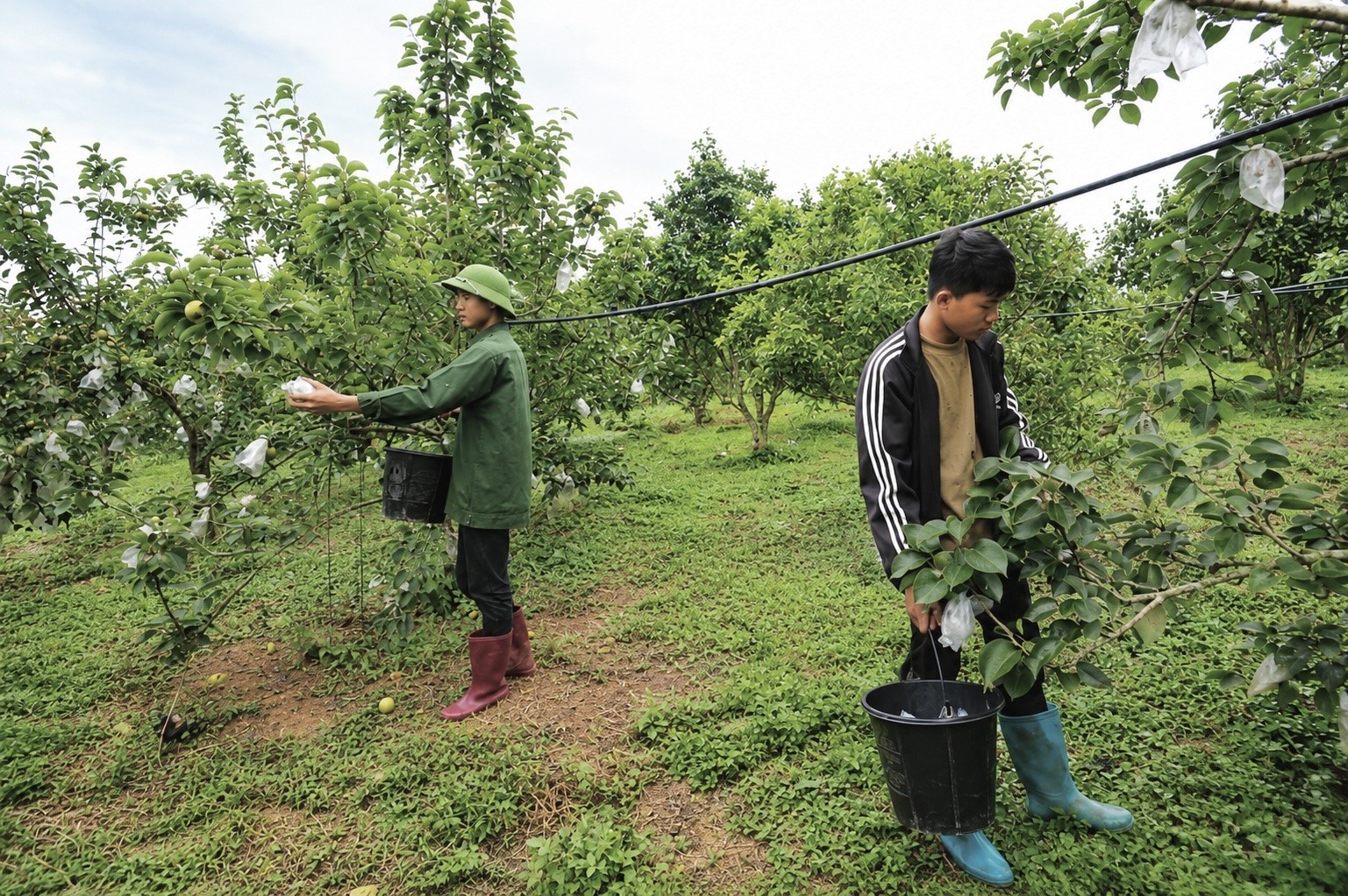 Lê Tai Nung Phiêng Khoài: Số hóa và minh bạch chuỗi cung ứng Lê Tai Nung Phiêng Khoài: Số hóa và minh bạch chuỗi cung ứng
