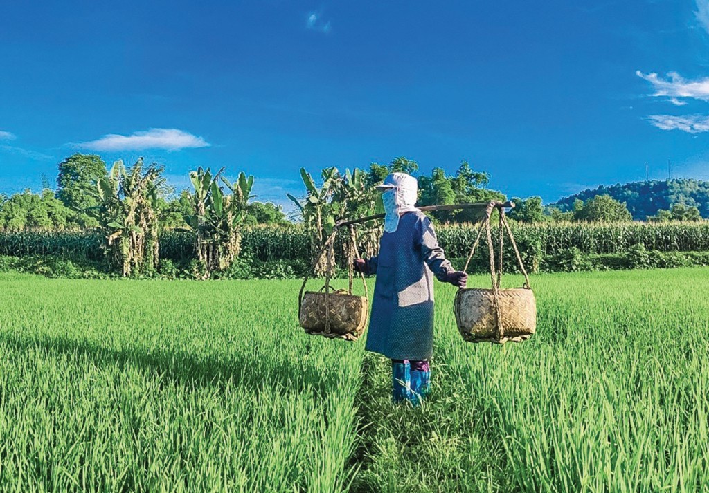 Cao Bằng siết mã số vùng trồng, gắn sản xuất với đầu ra Cao Bằng siết mã số vùng trồng, gắn sản xuất với đầu ra