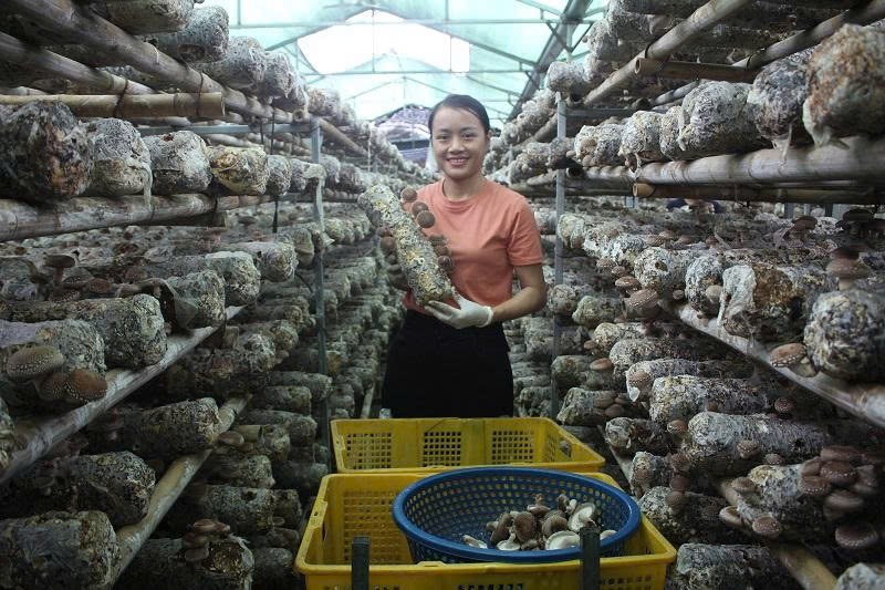 Nấm Púng Luông: Khai thác ngách vi khí hậu, mở rộng thị trường xuất khẩu Nấm Púng Luông: Khai thác ngách vi khí hậu, mở rộng thị trường xuất khẩu
