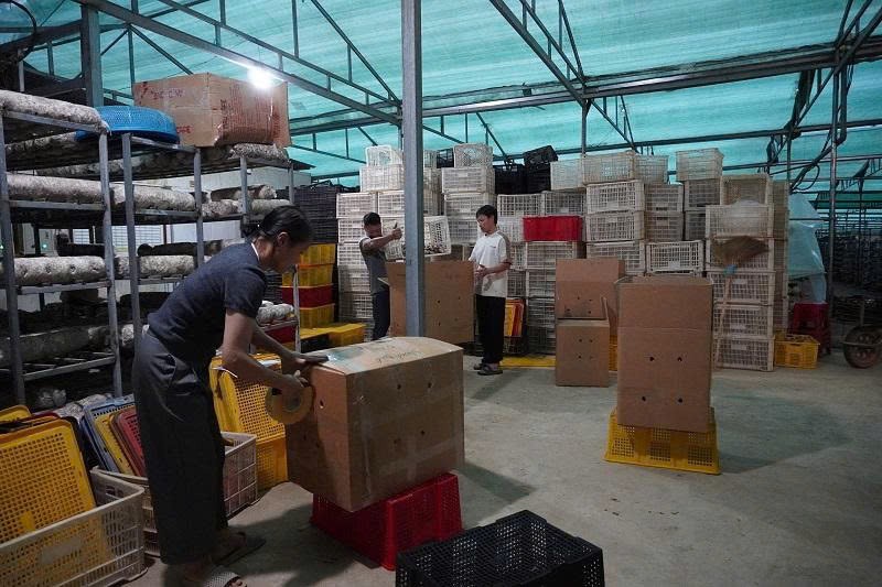 Nấm Púng Luông: Khai thác ngách vi khí hậu, mở rộng thị trường xuất khẩu Nấm Púng Luông: Khai thác ngách vi khí hậu, mở rộng thị trường xuất khẩu