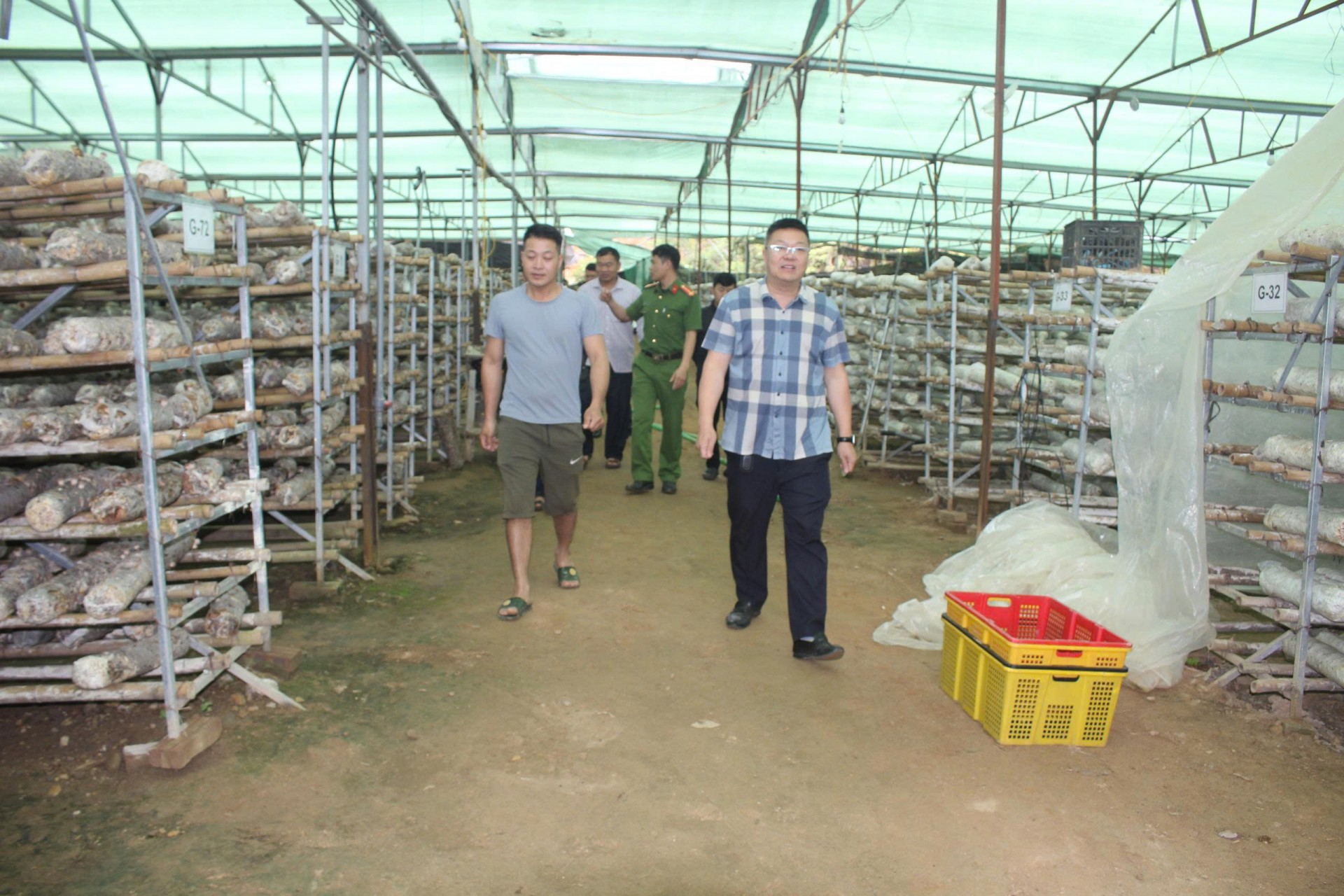 Nấm Púng Luông: Khai thác ngách vi khí hậu, mở rộng thị trường xuất khẩu Nấm Púng Luông: Khai thác ngách vi khí hậu, mở rộng thị trường xuất khẩu