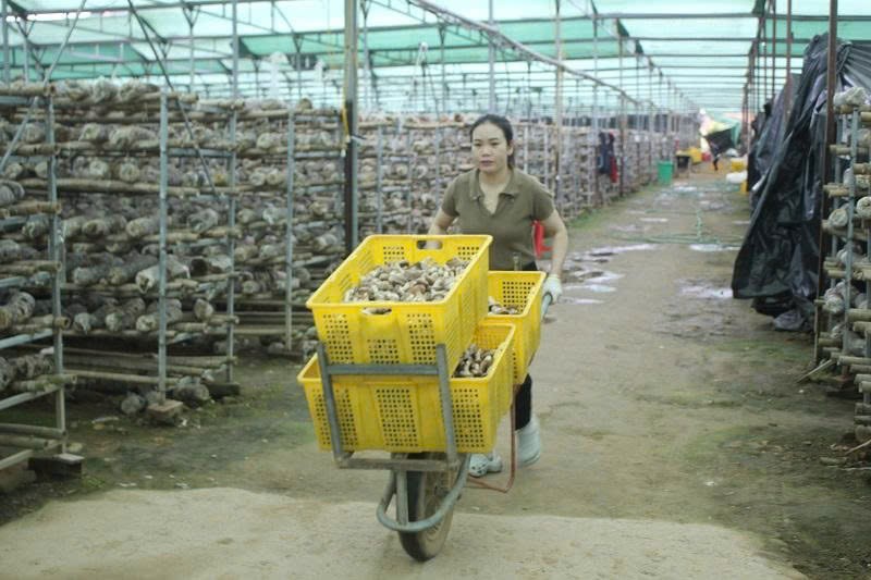 Nấm Púng Luông: Khai thác ngách vi khí hậu, mở rộng thị trường xuất khẩu Nấm Púng Luông: Khai thác ngách vi khí hậu, mở rộng thị trường xuất khẩu