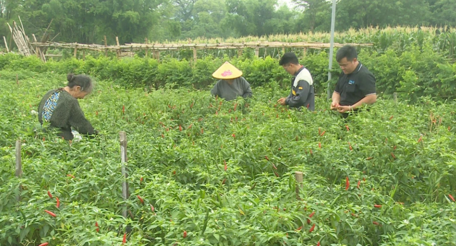 Cao Bằng siết mã số vùng trồng, gắn sản xuất với đầu ra Cao Bằng siết mã số vùng trồng, gắn sản xuất với đầu ra