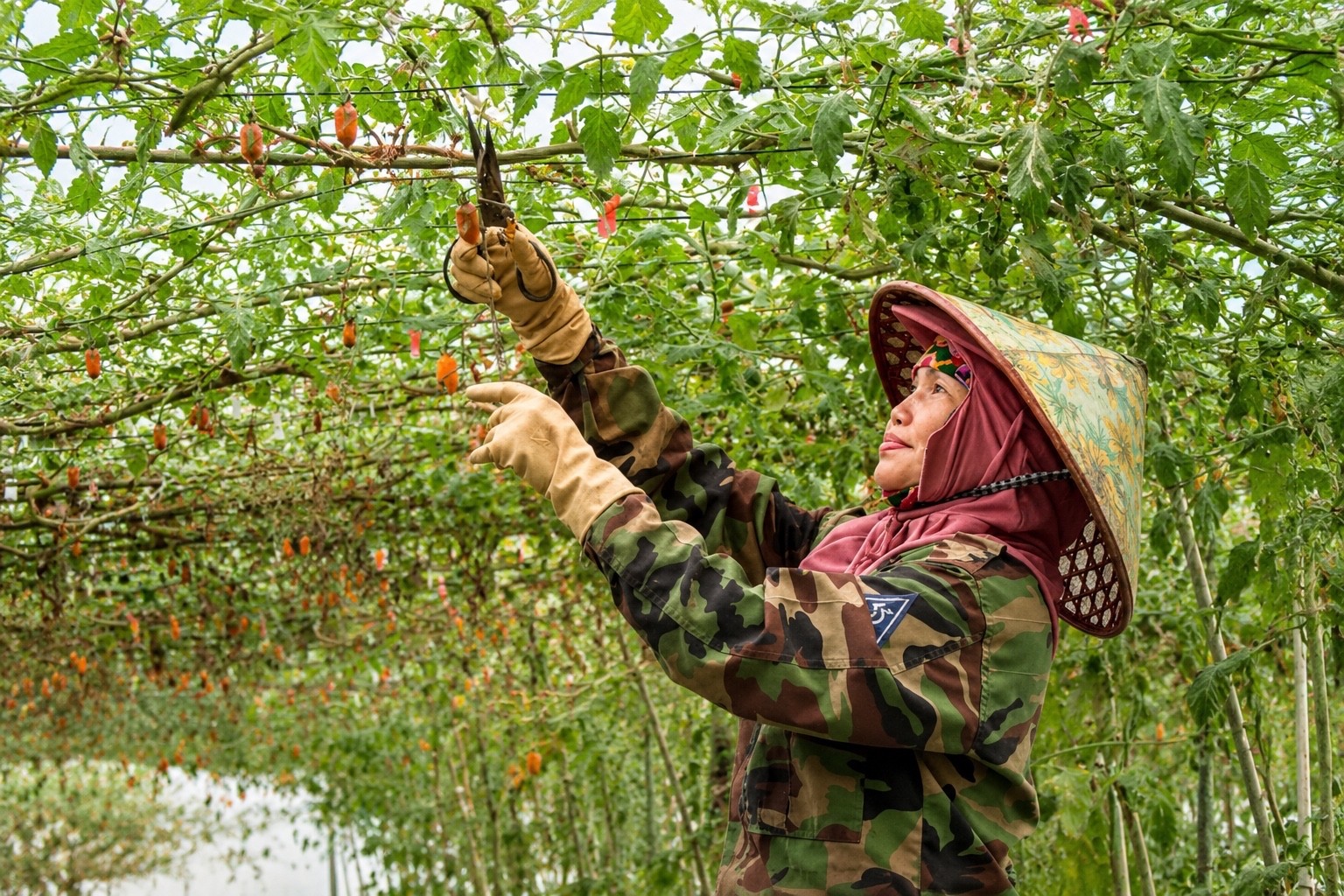 Nông sản Mộc Châu tìm chỗ đứng bằng chất lượng Nông sản Mộc Châu tìm chỗ đứng bằng chất lượng
