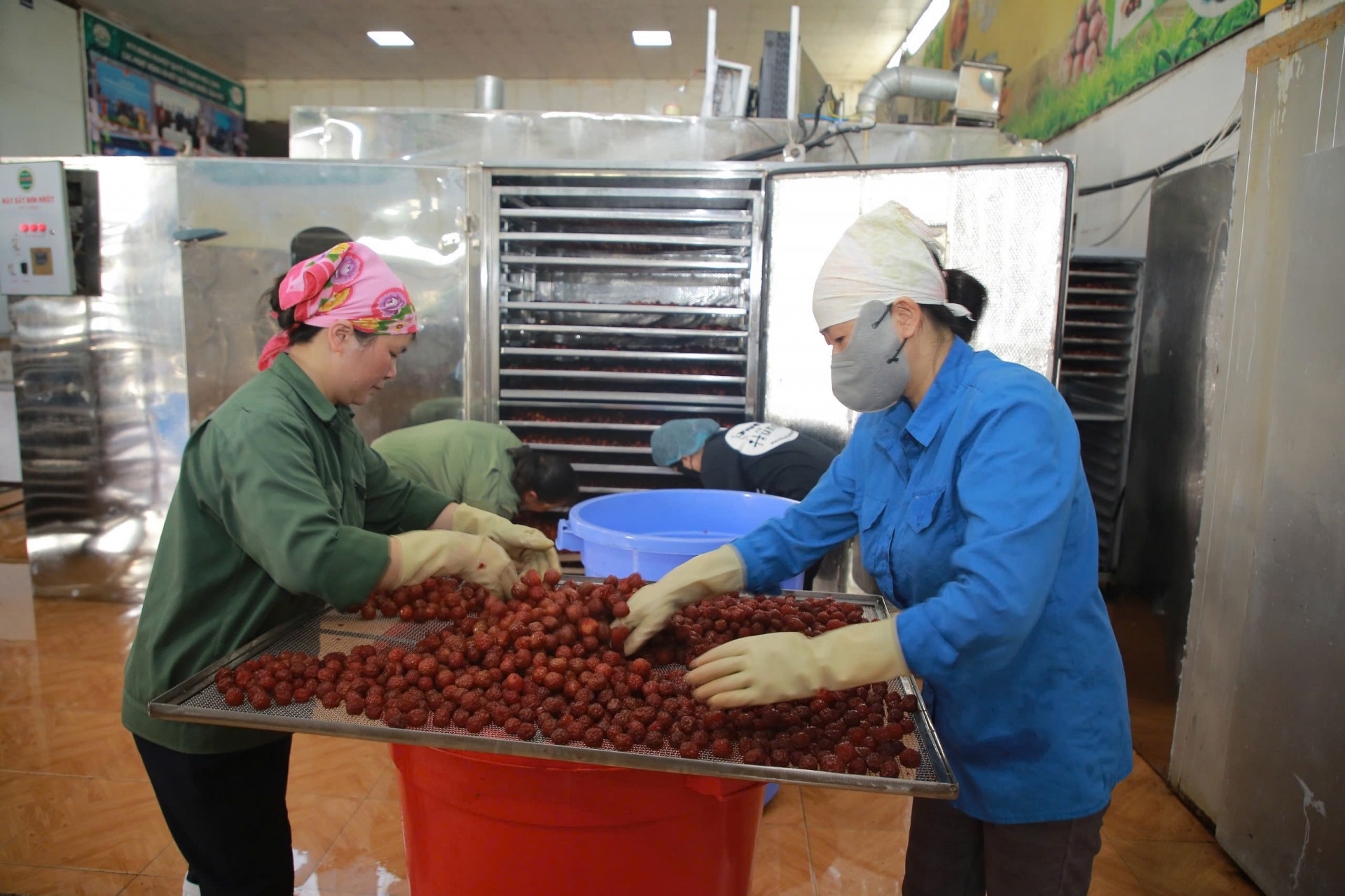Nông sản Mộc Châu tìm chỗ đứng bằng chất lượng Nông sản Mộc Châu tìm chỗ đứng bằng chất lượng