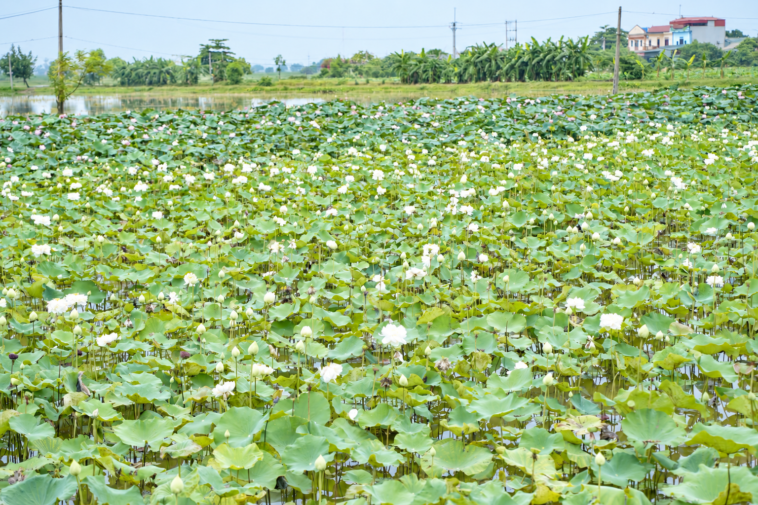 sen no tren vung trung mo huong phat trien nong thon moi o chuyen my ung hoa