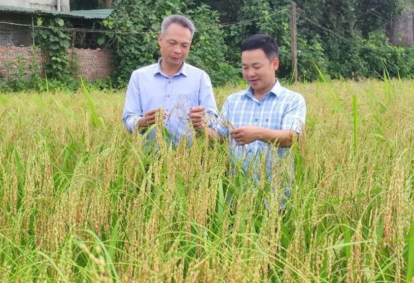Giữ hạt nếp Gà Gáy, mở đường ra thị trường Giữ hạt nếp Gà Gáy, mở đường ra thị trường