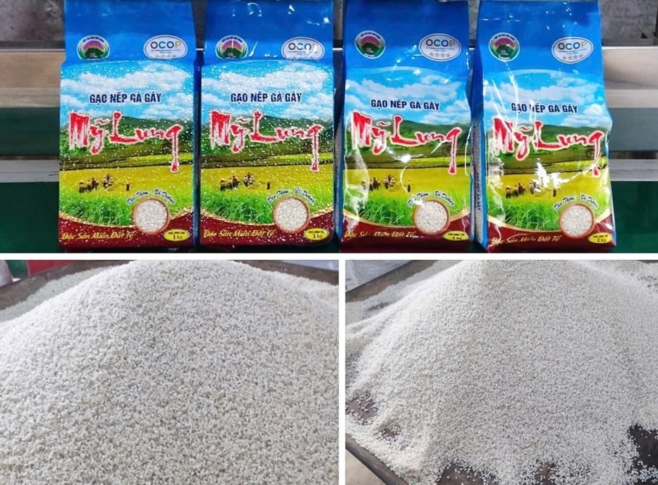 Giữ hạt nếp Gà Gáy, mở đường ra thị trường Giữ hạt nếp Gà Gáy, mở đường ra thị trường
