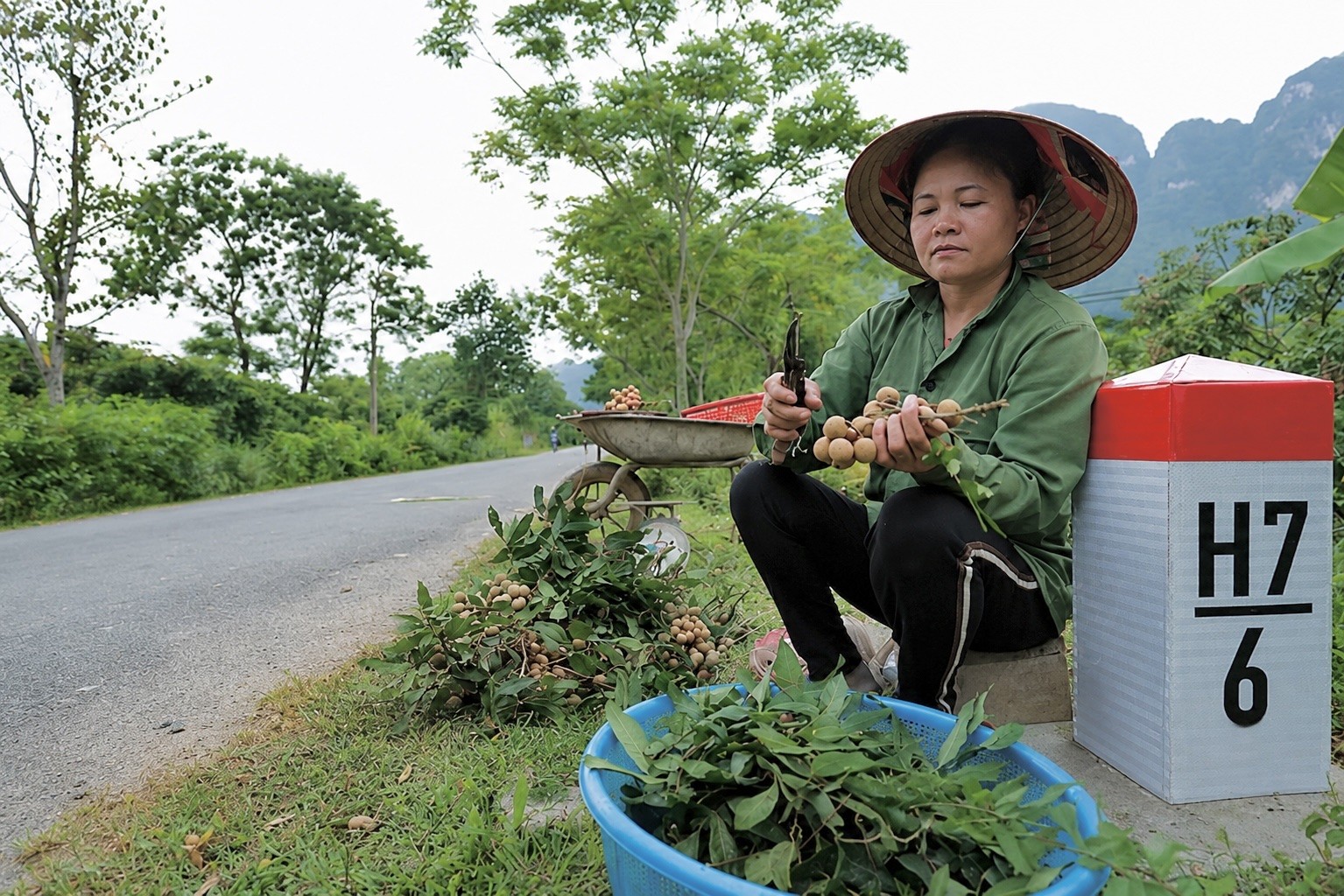 Nhãn Sơn Thủy: Giải bài toán liên kết chuỗi trên vùng nguyên liệu xuất khẩu Nhãn Sơn Thủy: Giải bài toán liên kết chuỗi trên vùng nguyên liệu xuất khẩu