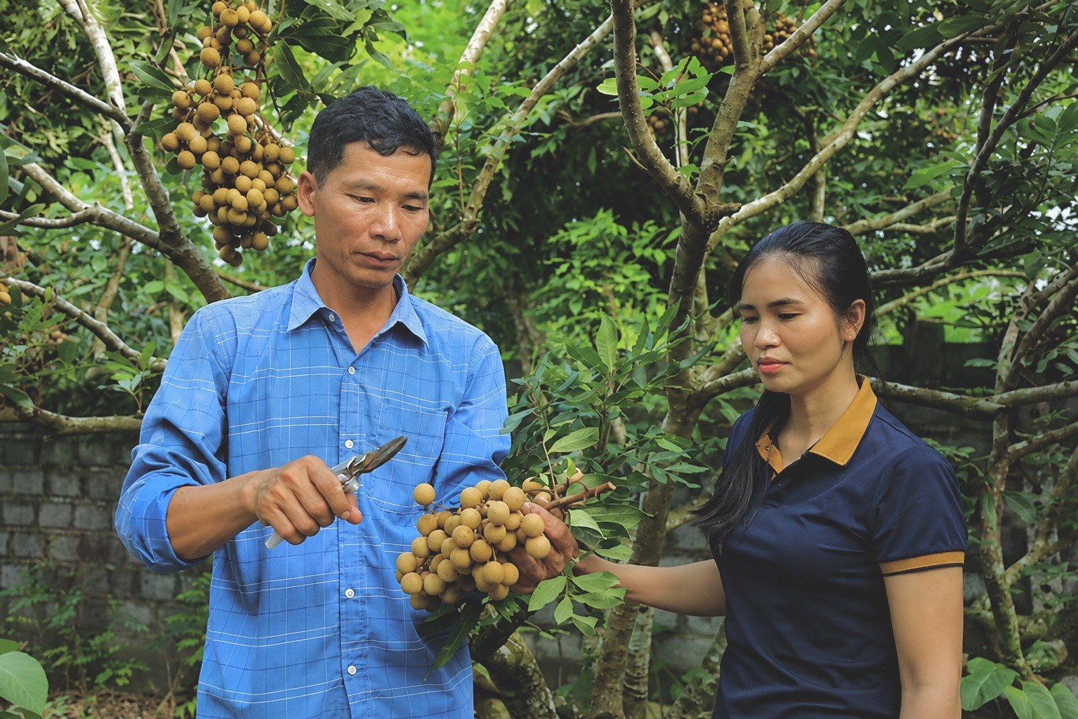 Nhãn Sơn Thủy: Giải bài toán liên kết chuỗi trên vùng nguyên liệu xuất khẩu Nhãn Sơn Thủy: Giải bài toán liên kết chuỗi trên vùng nguyên liệu xuất khẩu