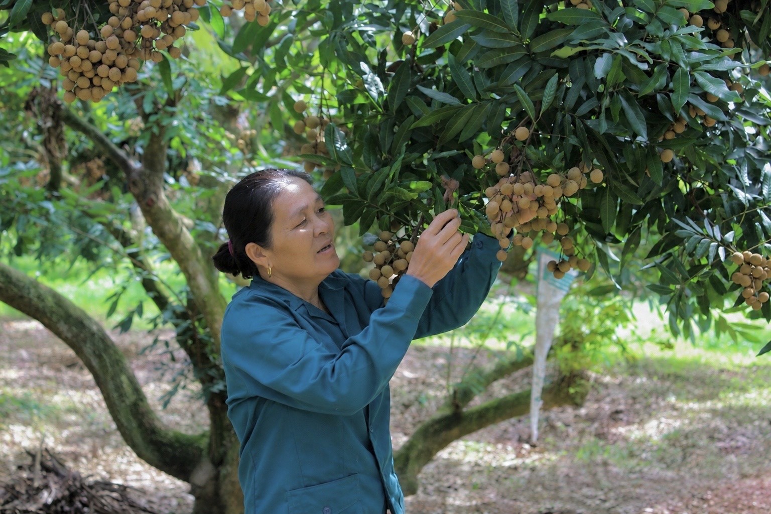 Nhãn Sơn Thủy: Giải bài toán liên kết chuỗi trên vùng nguyên liệu xuất khẩu Nhãn Sơn Thủy: Giải bài toán liên kết chuỗi trên vùng nguyên liệu xuất khẩu