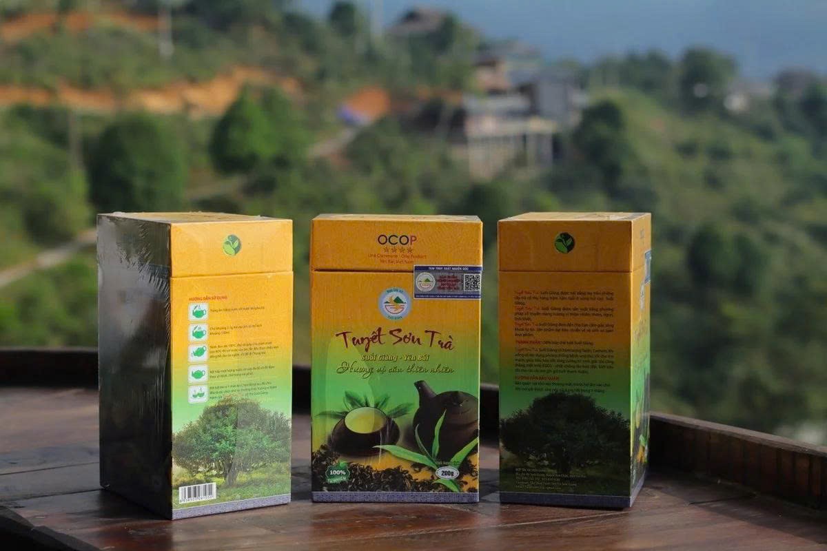 Mỗi cây chè Shan tuyết Suối Giàng có một “danh tính số” Mỗi cây chè Shan tuyết Suối Giàng có một “danh tính số”
