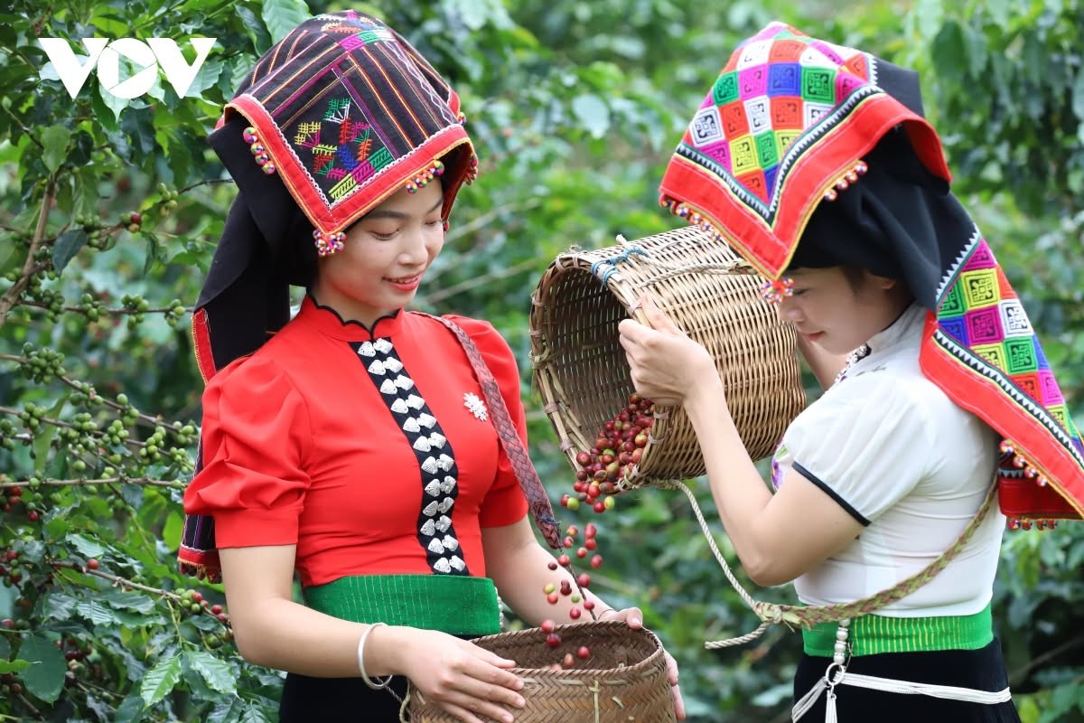 Sơn La: Nâng tầm OCOP bằng chất lượng và thị trường