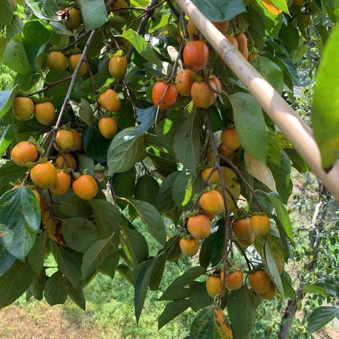 Hồng đặc sản vào mùa Trung thu