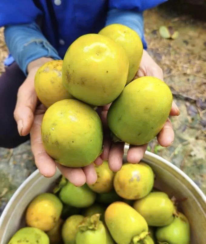 Hồng đặc sản vào mùa Trung thu