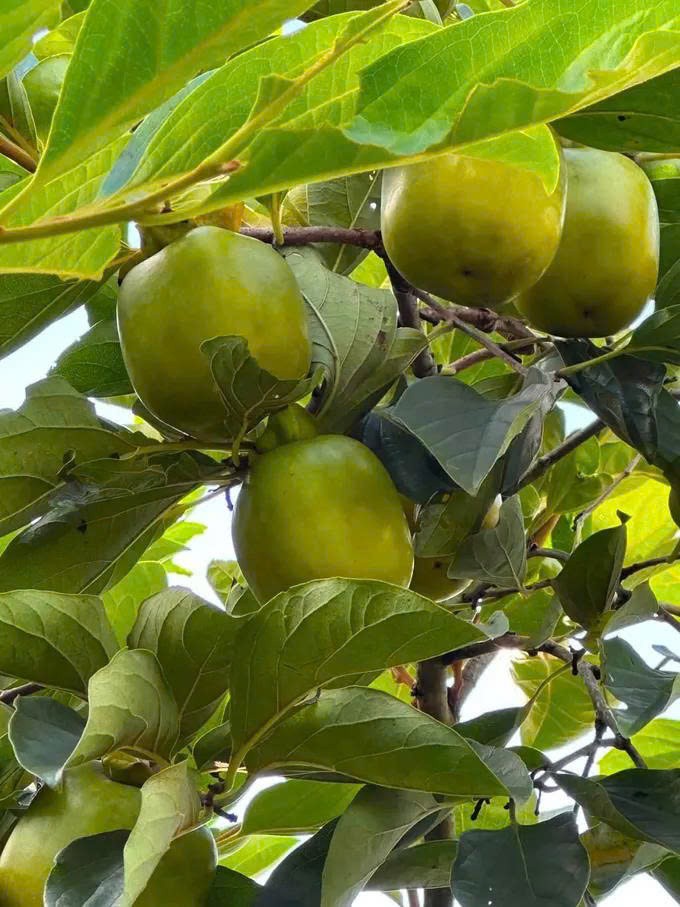 Hồng đặc sản vào mùa Trung thu
