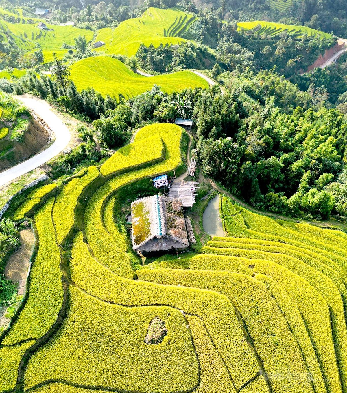 Xà Phìn vào mùa vàng dưới những mái nhà rêu xanh Xà Phìn vào mùa vàng dưới những mái nhà rêu xanh
