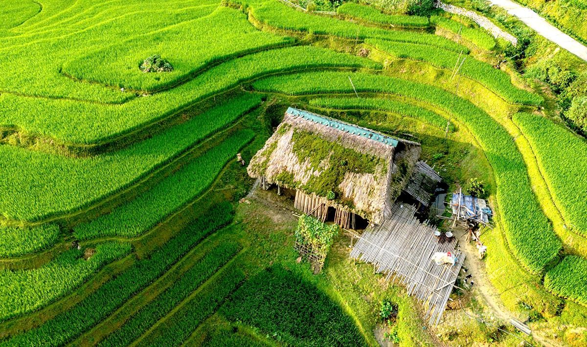 Xà Phìn vào mùa vàng dưới những mái nhà rêu xanh Xà Phìn vào mùa vàng dưới những mái nhà rêu xanh