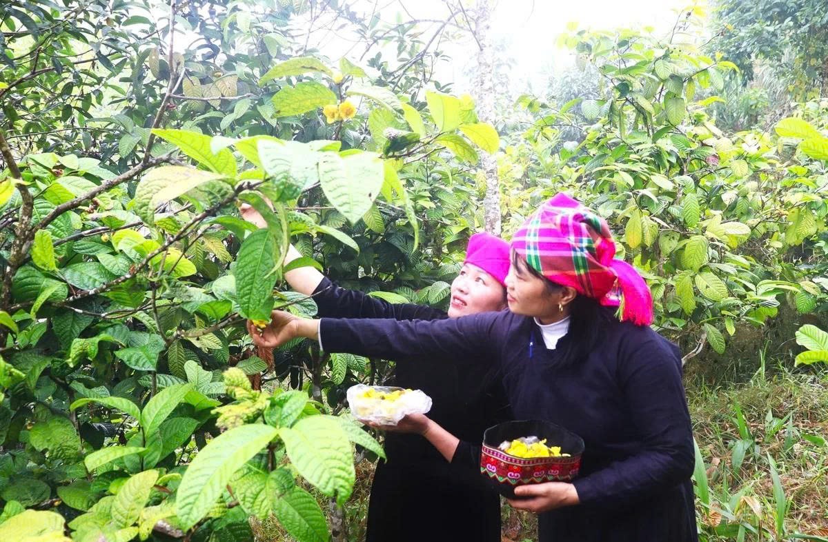 Thái Nguyên phát triển sản phẩm OCOP từ lợi thế vùng nguyên liệu Thái Nguyên phát triển sản phẩm OCOP từ lợi thế vùng nguyên liệu
