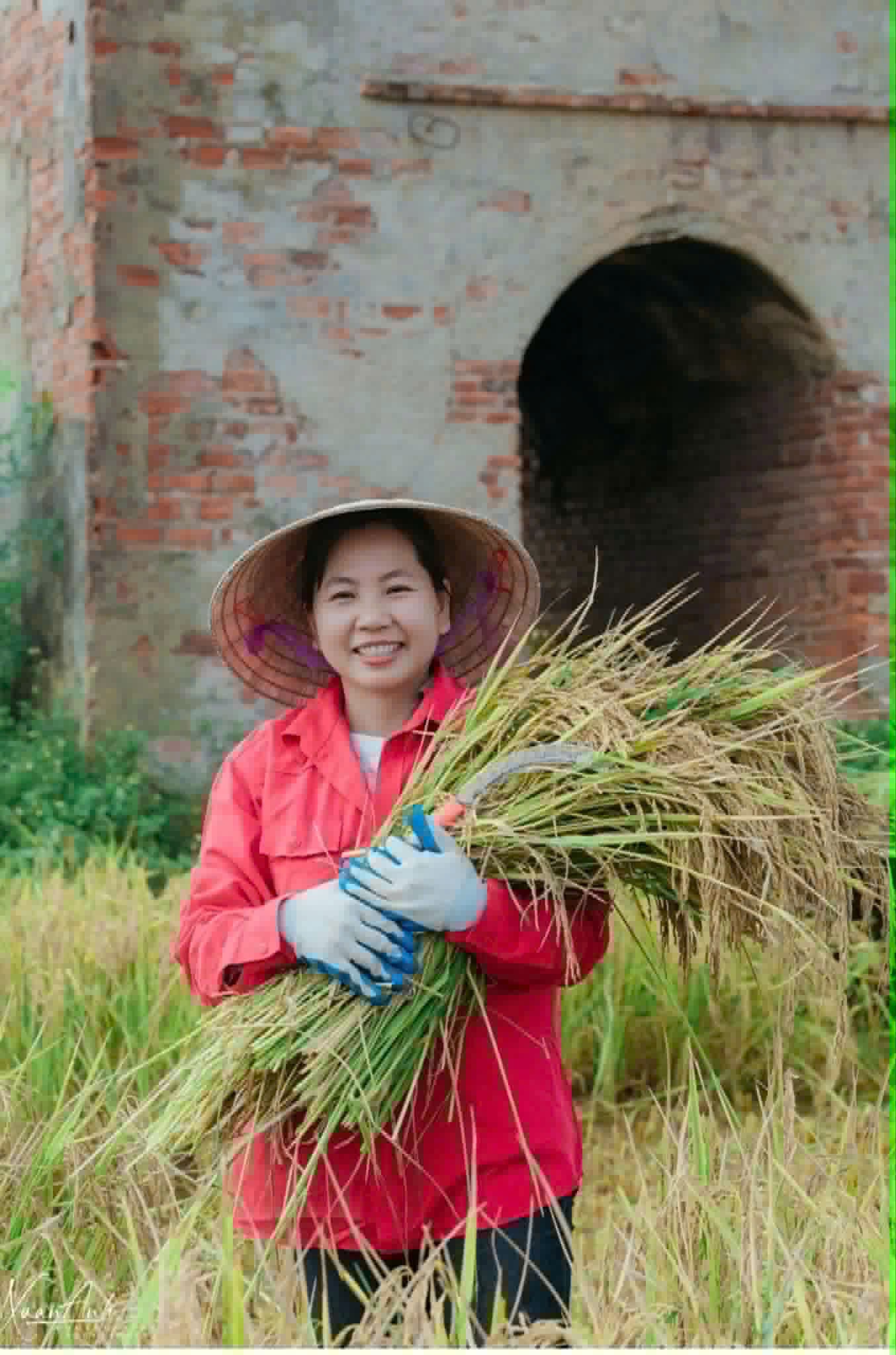 Lò gạch cũ Farm: Tái sinh phế tích bằng hệ sinh thái lúa tím than OCOP
