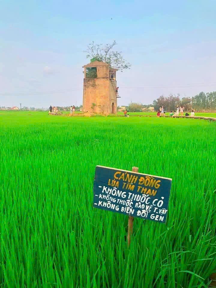 Lò gạch cũ Farm: Tái sinh phế tích bằng hệ sinh thái lúa tím than OCOP