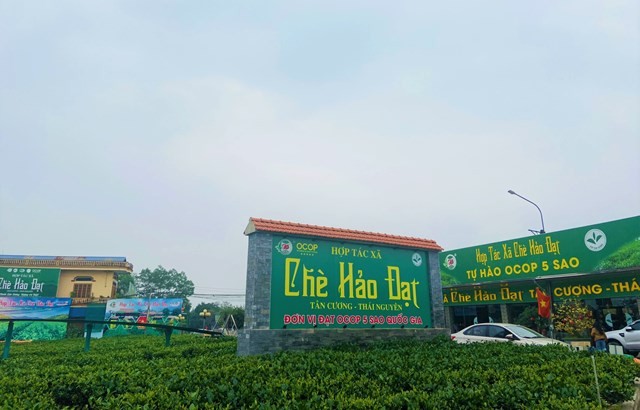 Ba sản phẩm chè 5 sao nâng giá trị trà Thái Nguyên
