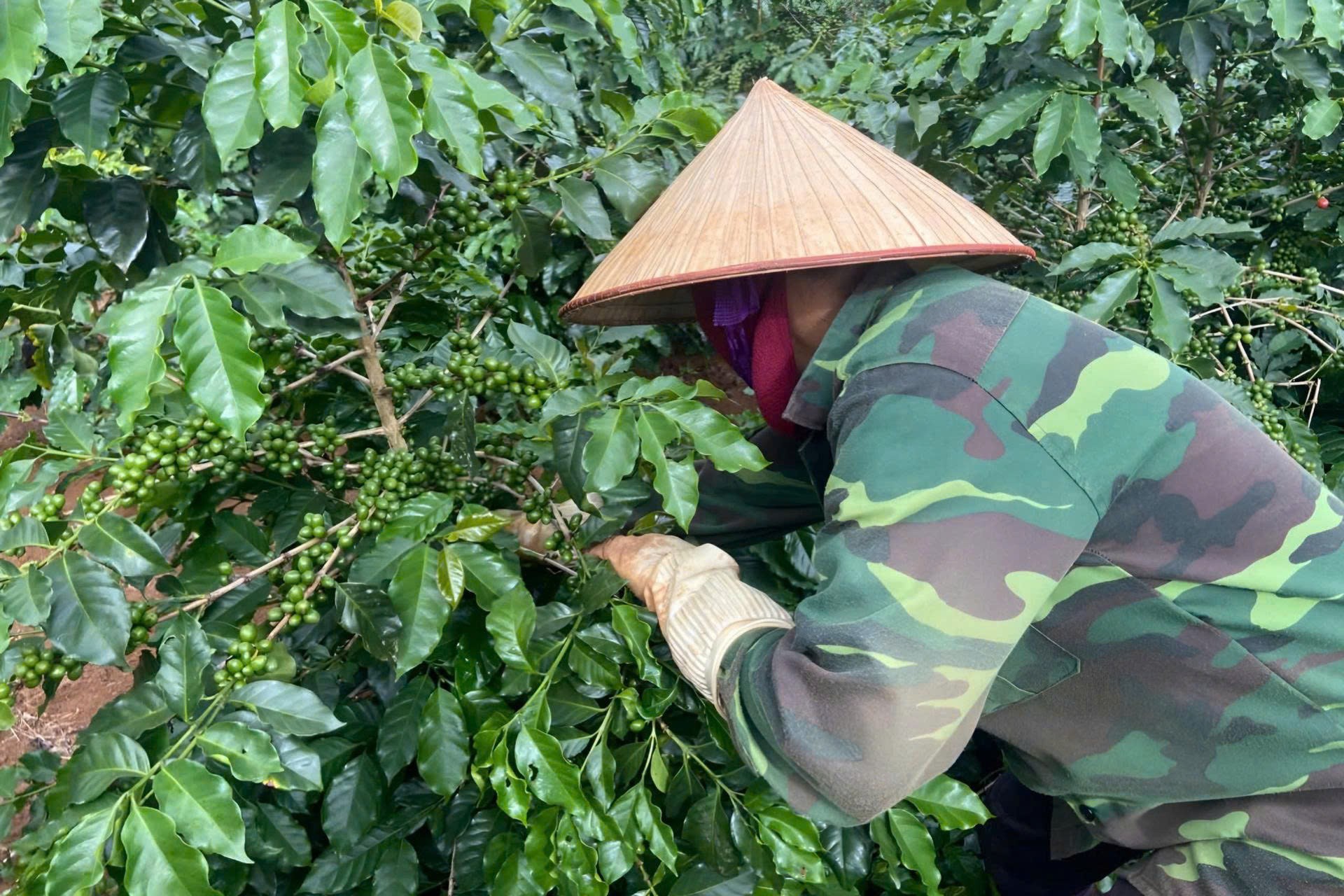 Arabica Sơn La tìm đường vào thị trường cao cấp