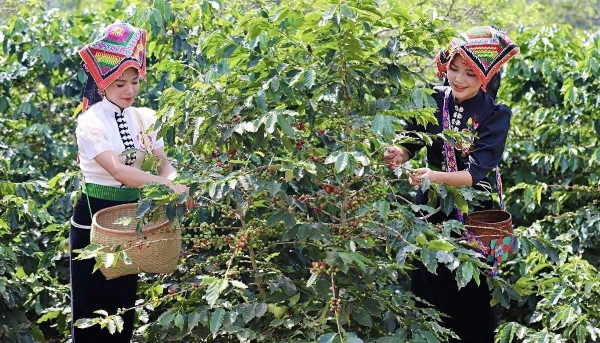 Arabica Sơn La tìm đường vào thị trường cao cấp