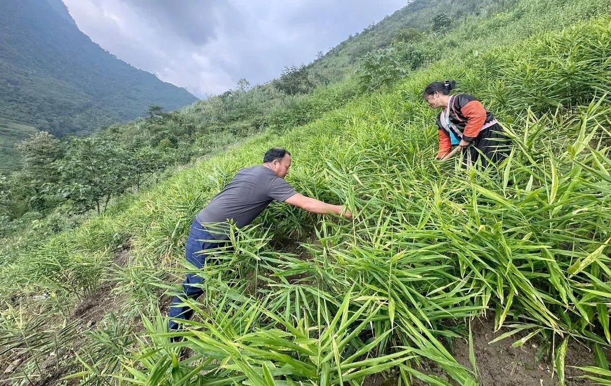 Lào Cai mở rộng vùng nguyên liệu dược liệu