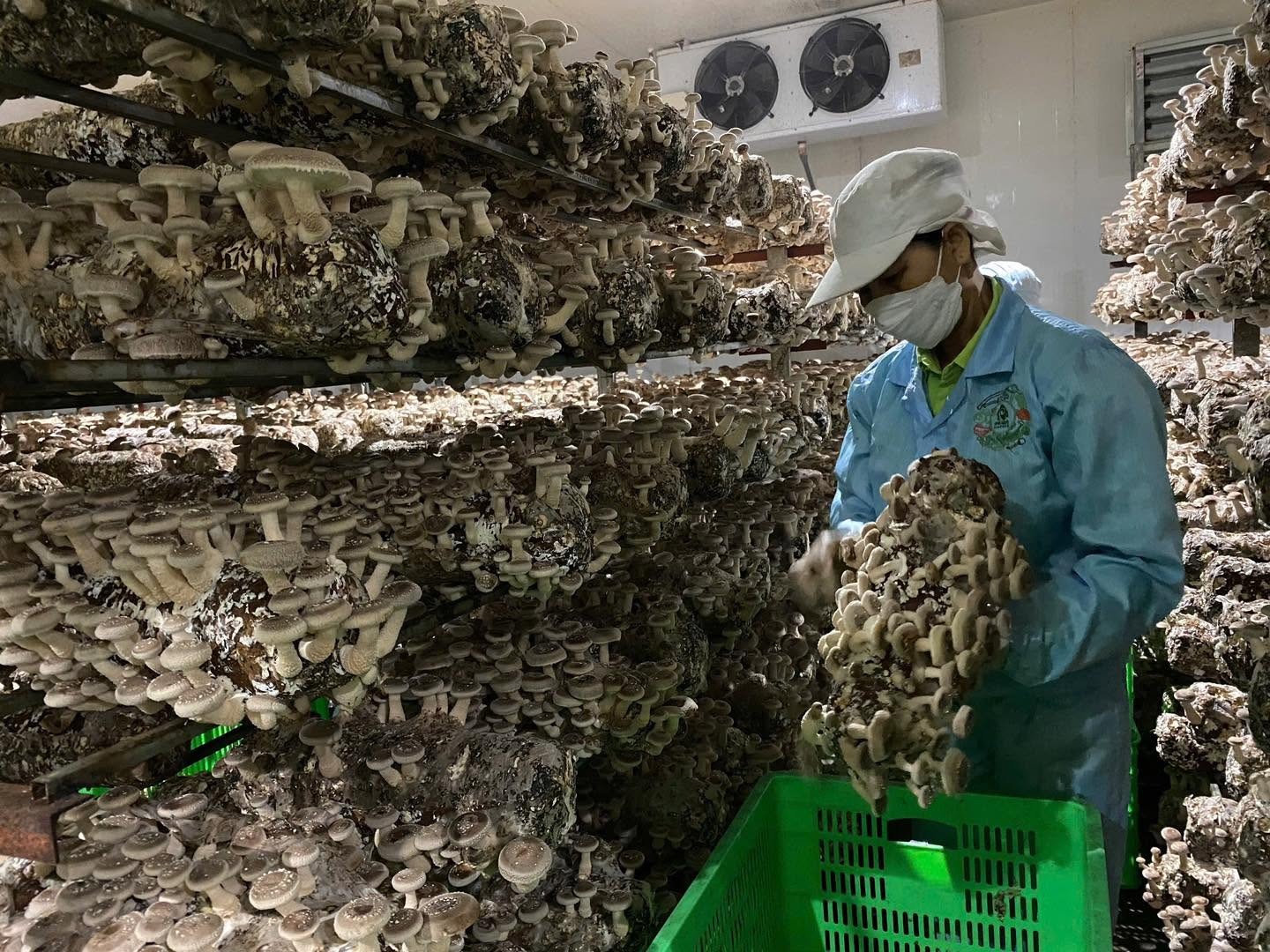 Hành trình từ sản xuất hữu cơ đến OCOP 5 sao của Nấm hương Phú Gia