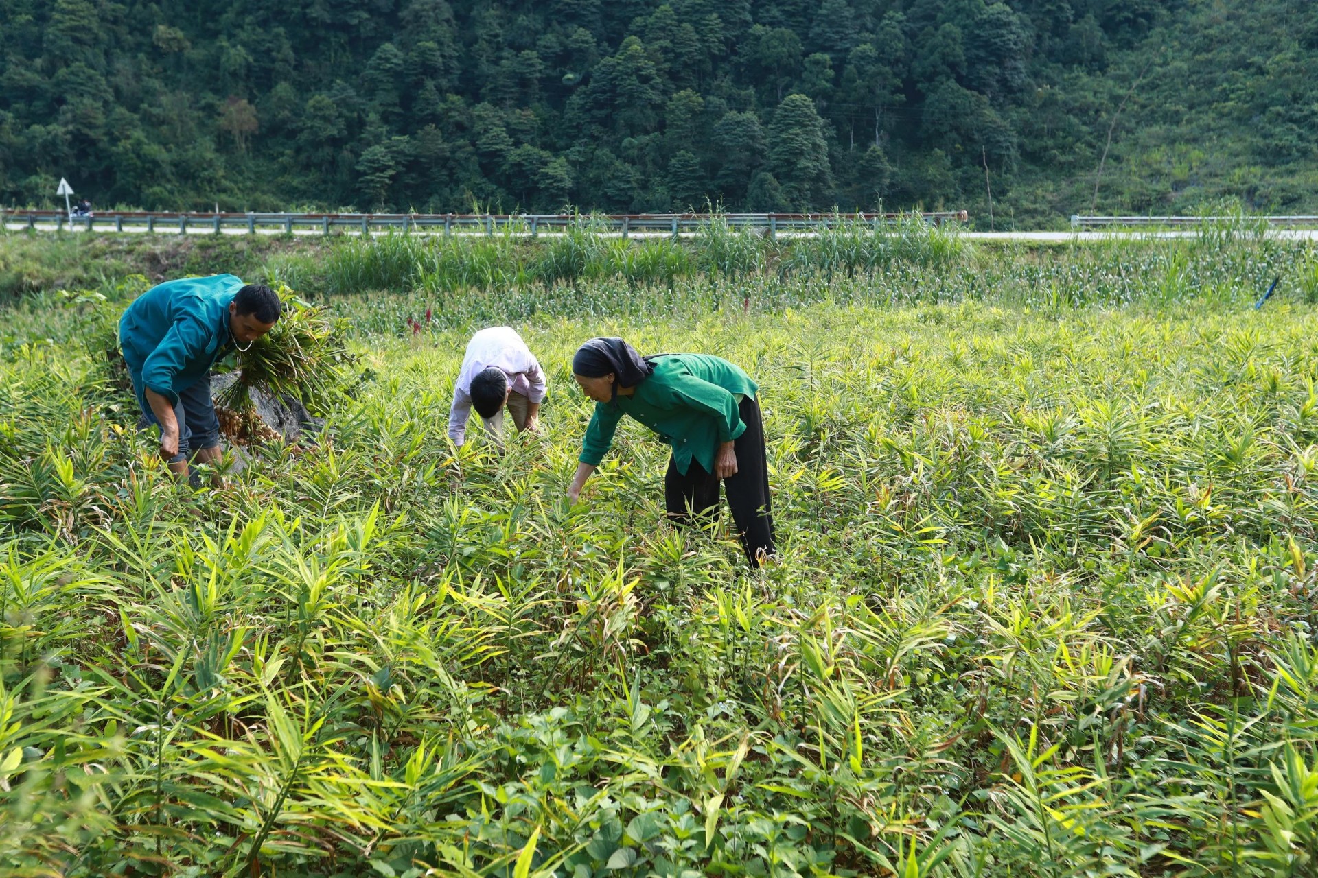 Cao Bang develops an area of organic agricultural raw materials for export to Europe