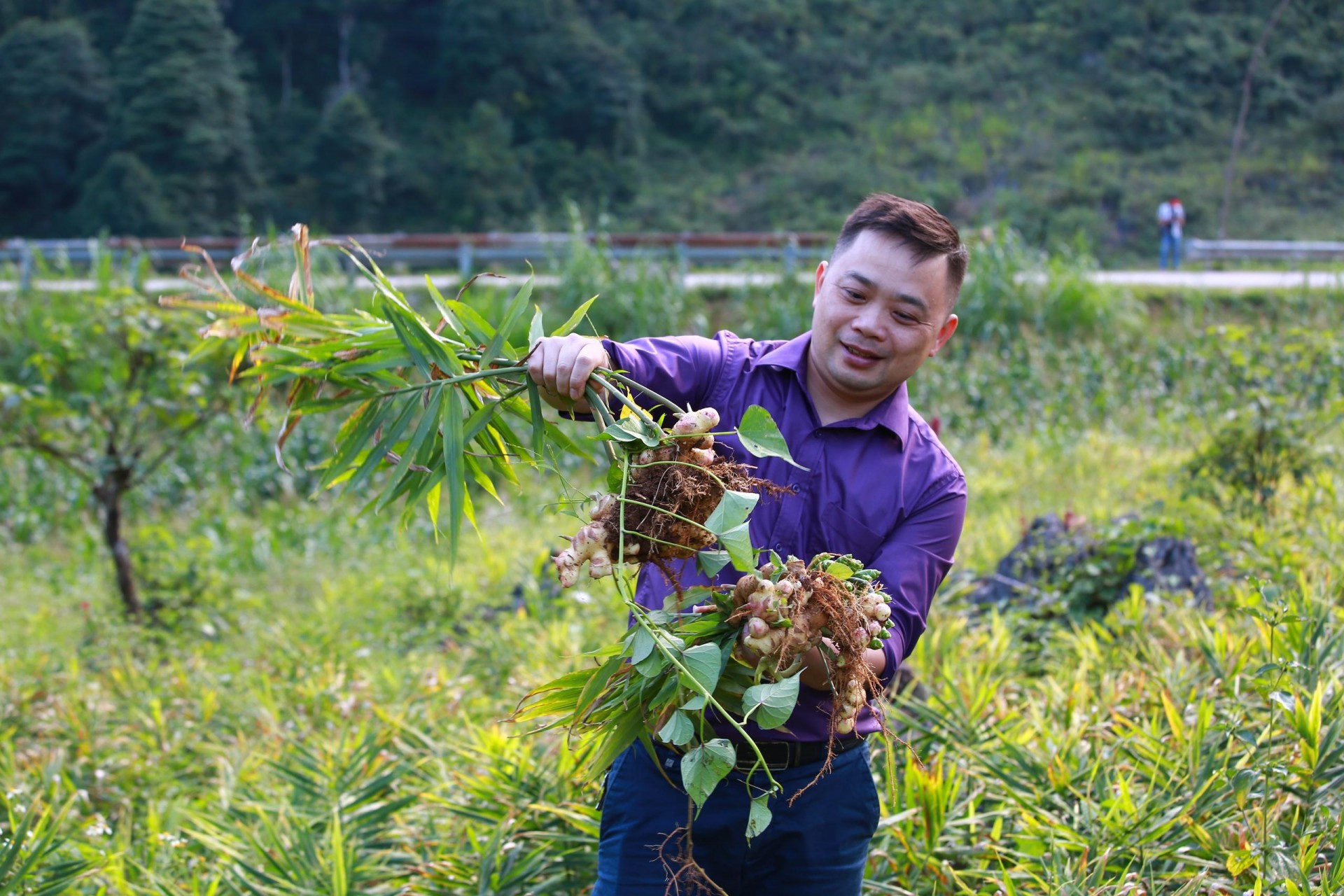 Cao Bang develops an area of organic agricultural raw materials for export to Europe
