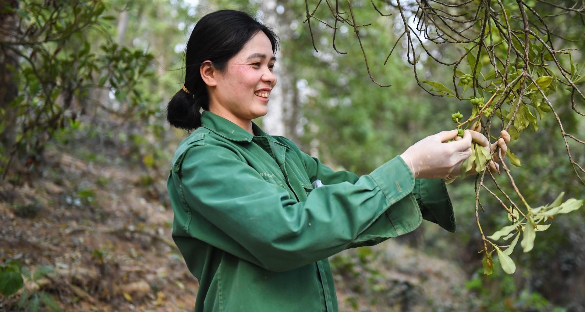 Cao Bang develops an area of organic agricultural raw materials for export to Europe