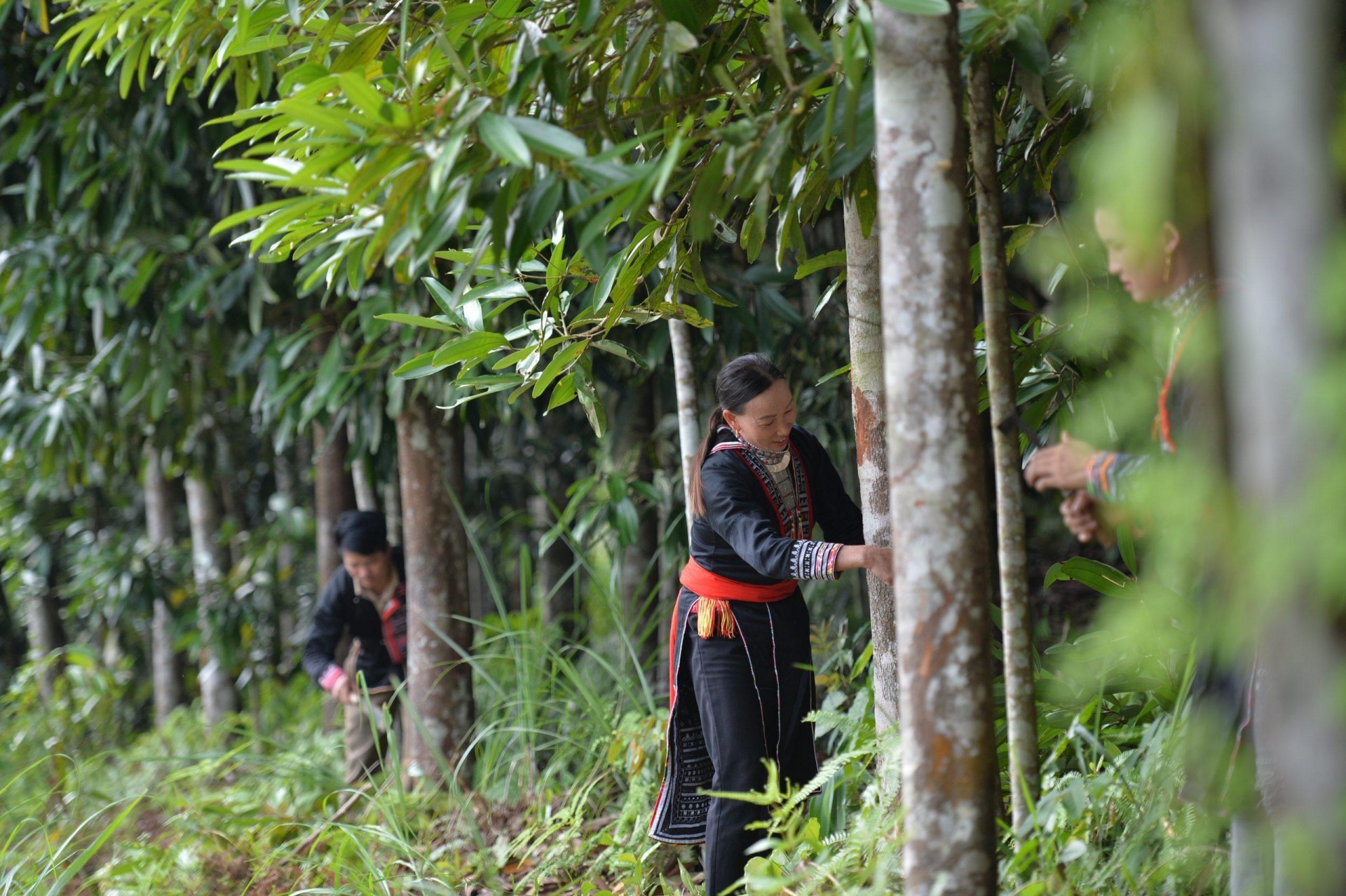 Cao Bang develops an area of organic agricultural raw materials for export to Europe