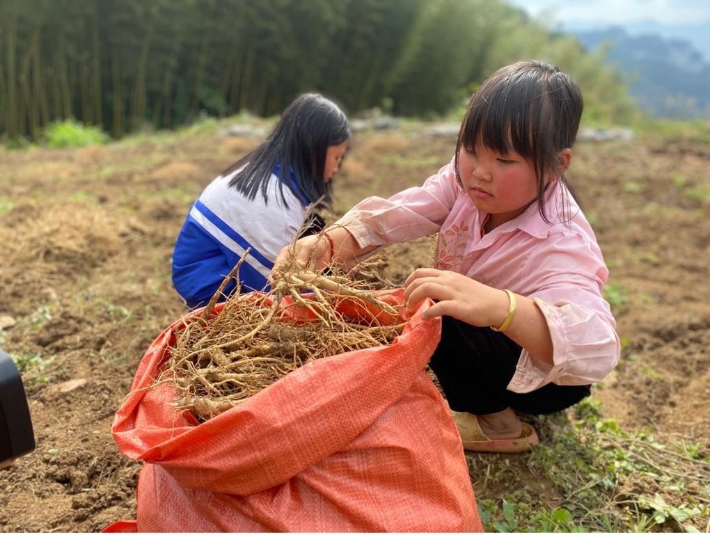 Cao Bang develops an area of organic agricultural raw materials for export to Europe