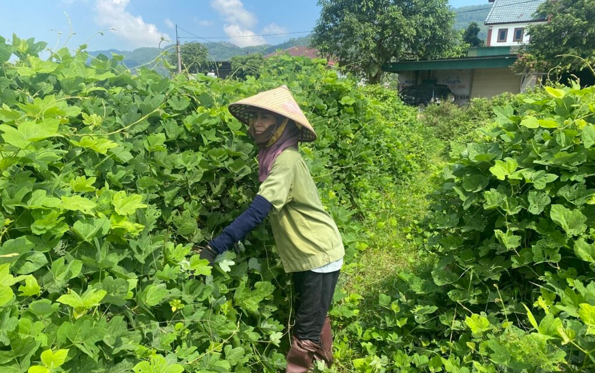 Sắn dây Đại Huệ vươn xa nhờ OCOP Sắn dây Đại Huệ vươn xa nhờ OCOP