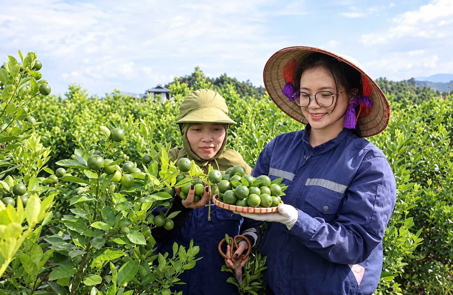 Quất VietGAP vào sân chơi OCOP Quất VietGAP vào sân chơi OCOP