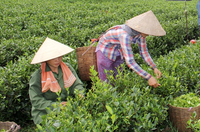 Chỉ dẫn địa lý và OCOP nâng tầm nông sản Việt