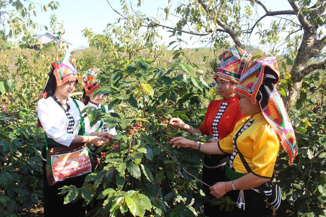 Lễ hội Cà phê Sơn La lần II: Đưa Arabica Sơn La ra thế giới