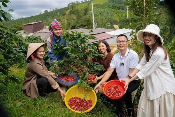 100 năm cà phê Khe Sanh: Hạt cà phê đổi thay một vùng đất 100 năm cà phê Khe Sanh: Hạt cà phê đổi thay một vùng đất