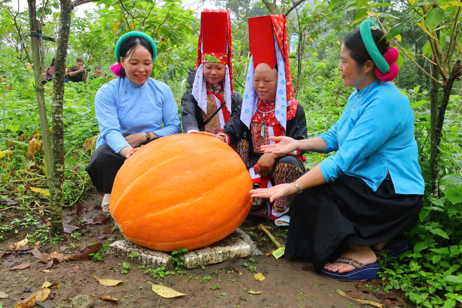 Hoành Mô: Bí ngô khổng lồ, nhung hươu đạt OCOP Hoành Mô: Bí ngô khổng lồ, nhung hươu đạt OCOP