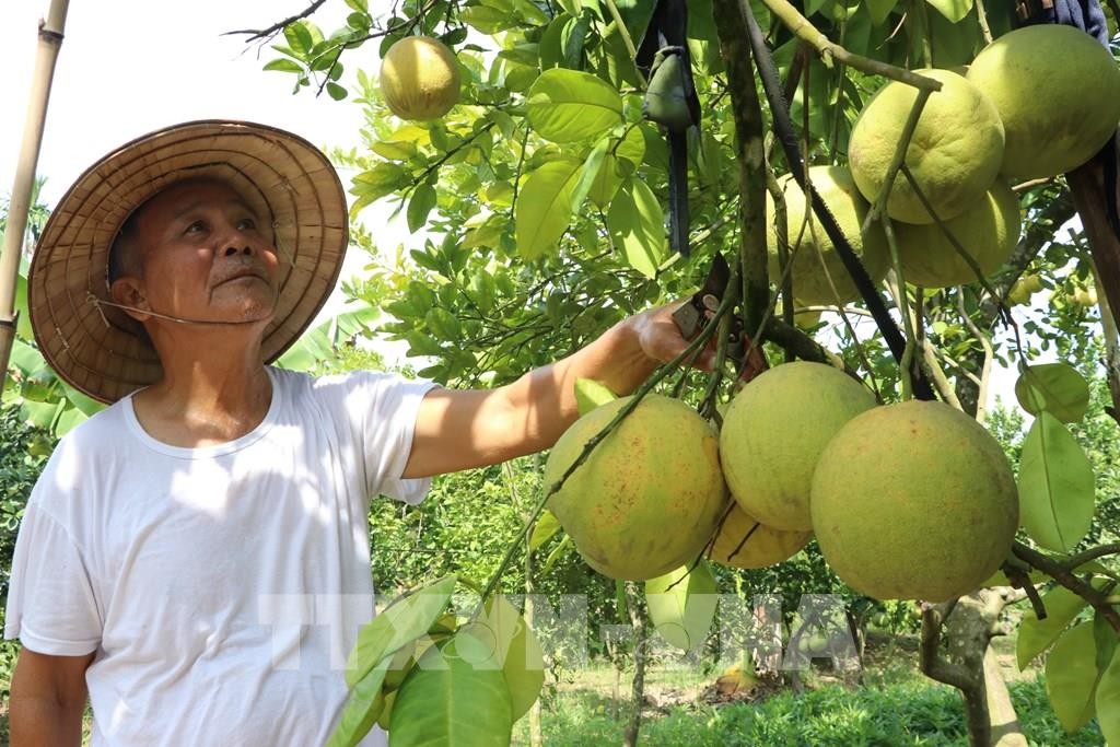 Bưởi đào Lập Lễ nâng tầm thương hiệu OCOP Bưởi đào Lập Lễ nâng tầm thương hiệu OCOP