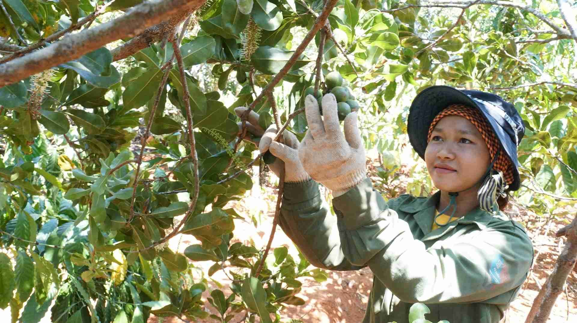 Macca, cà phê Đăk Mar hướng tới OCOP