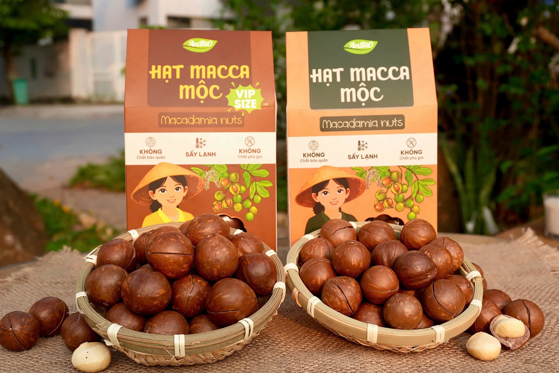 Macca, cà phê Đăk Mar hướng tới OCOP