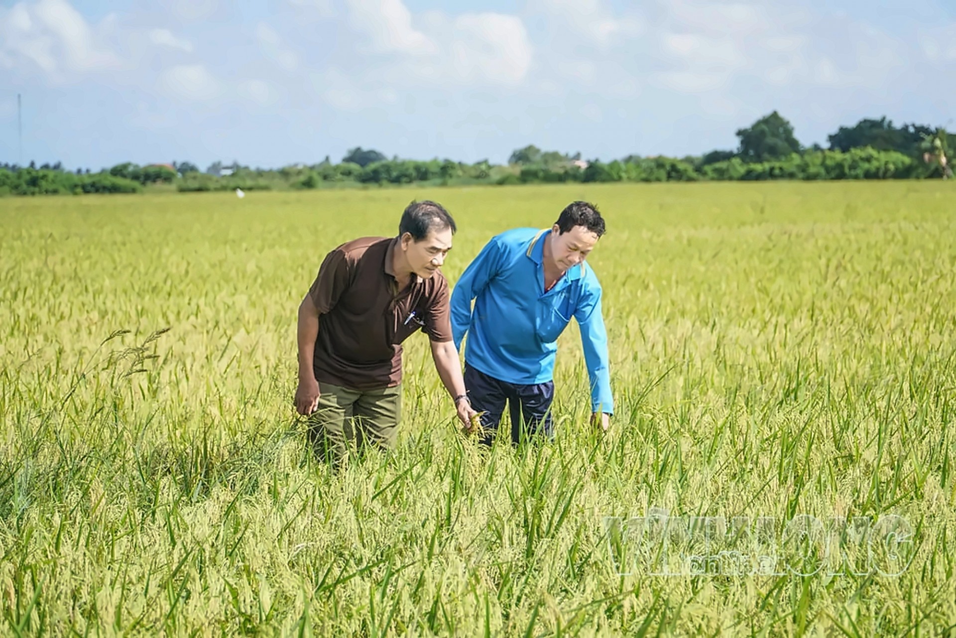 Ba Tri tìm đường nâng giá trị nông sản