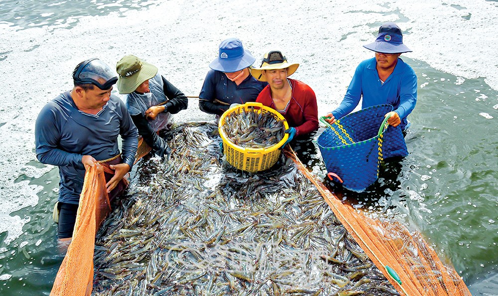 Festival Tôm Cà Mau lần thứ 2 sẽ diễn ra vào cuối tháng 11 Festival Tôm Cà Mau lần thứ 2 sẽ diễn ra vào cuối tháng 11